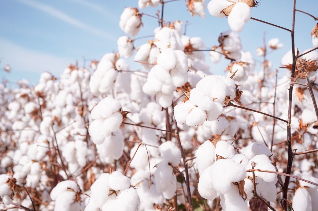 India approves $595 mn cotton mission as supply tightens