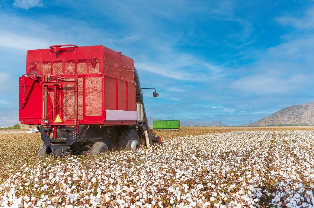 China, US, Brazil to cut cotton area in 2026-27: ICAC
