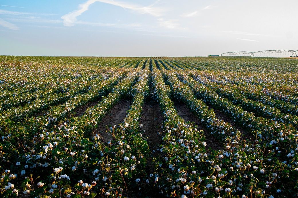 India’s cotton sowing trails last year, Gujarat boosts outlook
