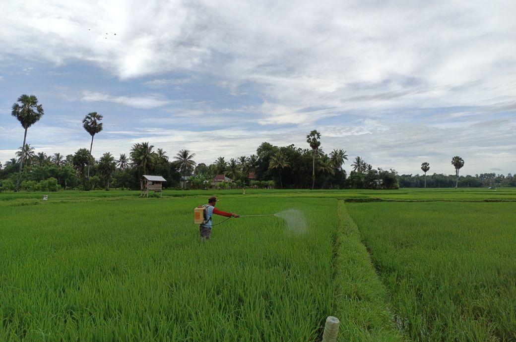 Insecticides India Limited launches GRANUVIA to protect paddy crops