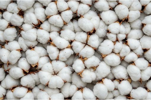 India leads cotton spread volatility as global margins diverge sharply