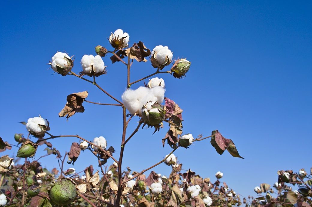 China extends cotton target pricing amid market volatility