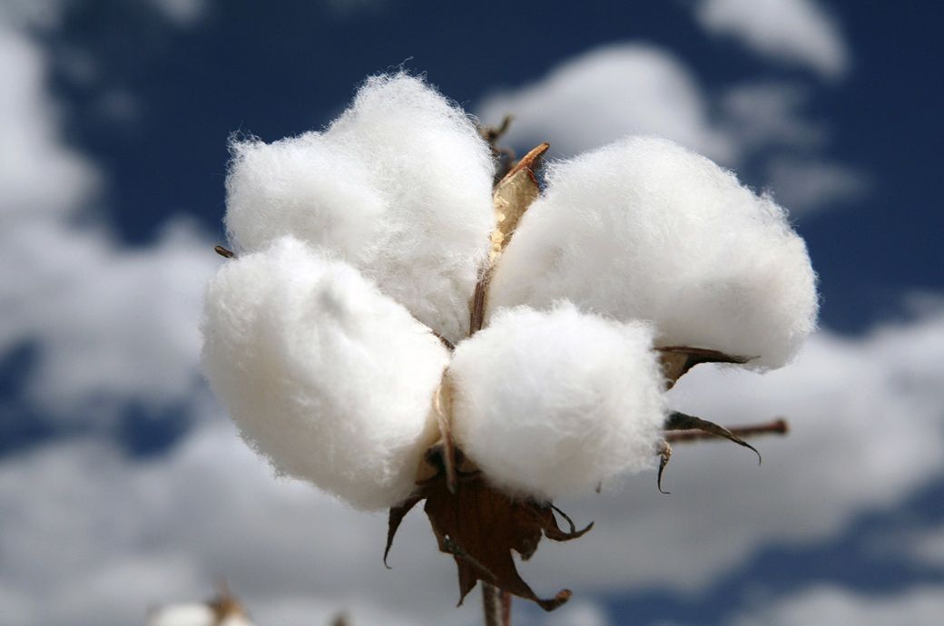 Brazil cotton exports near seasonal record as shipments stay strong