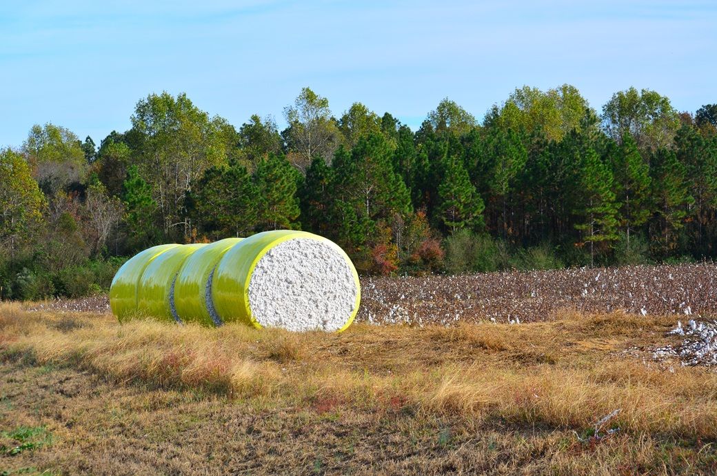 US Upland, Pima cotton exports fall sharply up to 61%: USDA