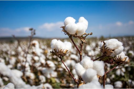 Cotton’s limit-up signal: Tightest global stocks since 2018-19