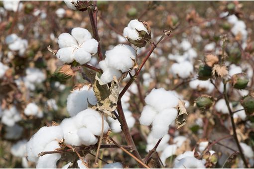 Sustainable cotton shock: India leads sell-off on duty waiver