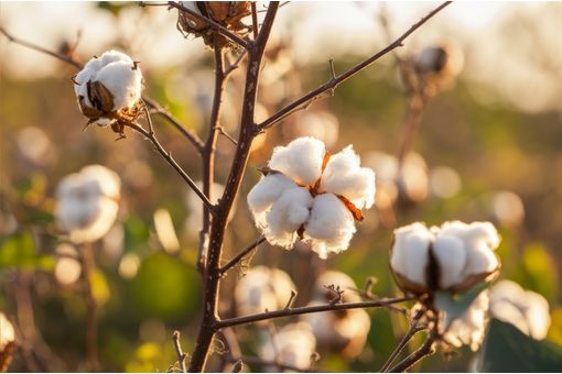 ICE cotton advances on US weather concerns, grain market rally