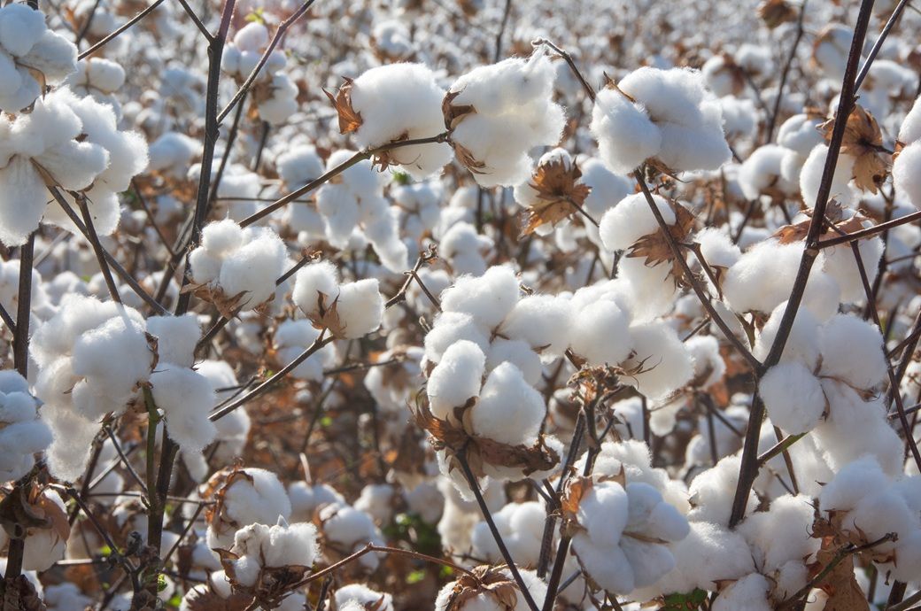 ICE cotton jumps amid tight stocks, weaker dollar