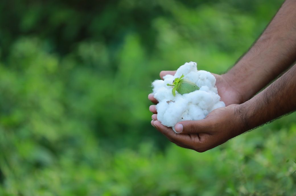 India fixes cotton MSPs; Suvin gets highest support at $103/quintal