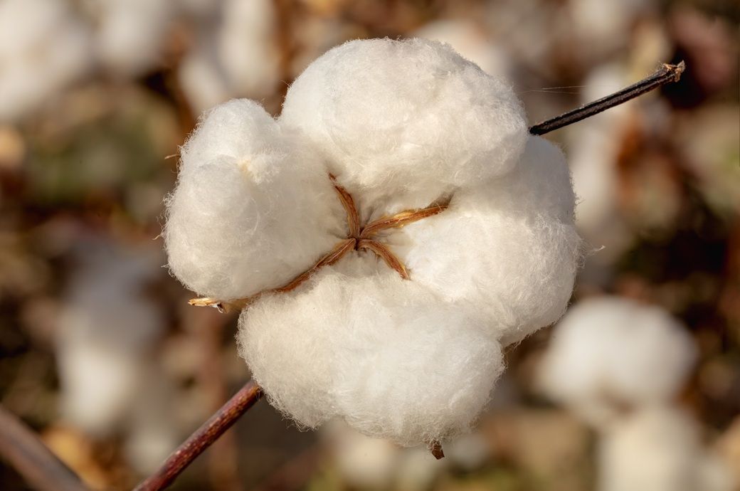 Global cotton output to slightly exceed consumption in 2026-27 Global cotton output to slightly exceed consumption in 2026-27