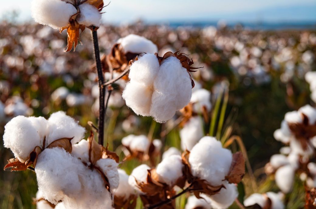 Pakistan BCI cotton’s 2.70% jump could tighten regional yarn costs Pakistan BCI cotton’s 2.70% jump could tighten regional yarn costs
