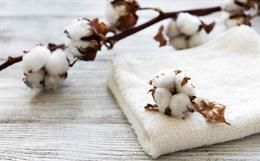 India’s Potential Dominance in the Cotton Industry: A Reality?