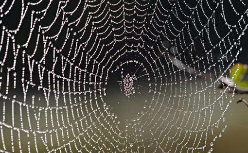Challenging Option for Natural Silk-Spider Silk
