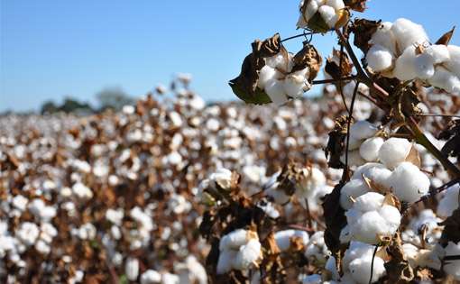 Meltdown blues set to deflate global cotton trade