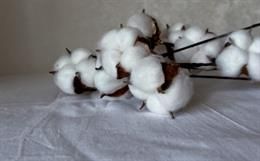 Egyptian cotton