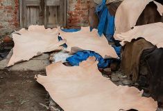Awaiting a New Horizon: Tale of Hazaribagh Tanneries