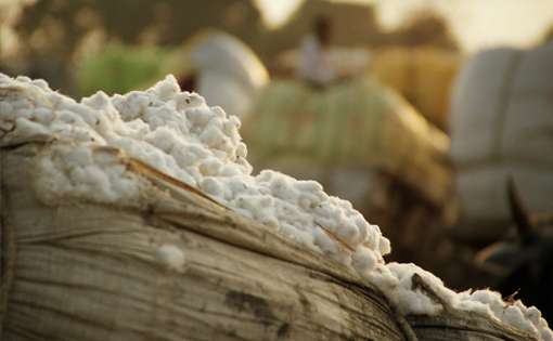 Ban on Indian Cotton Exports: Is it justified?