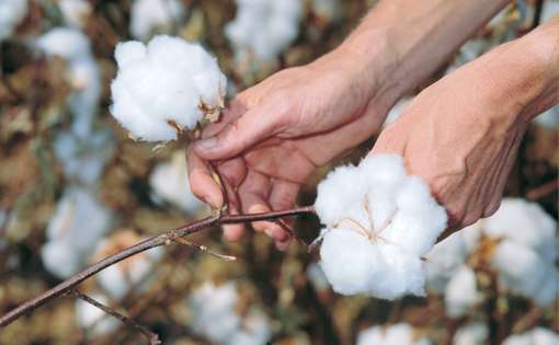 Demand for Cotton Exceeds Global Supply