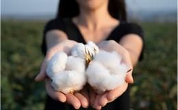 Cotton Price Heralds: Cost of Shirts, Blouses and Underwear to Rise