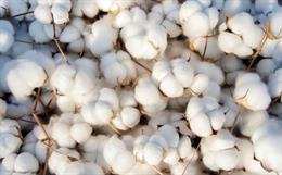 Genetically Modified Organism (GMO) Cotton