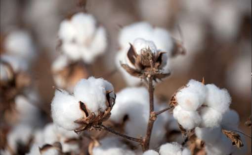 Genetically Modified Organism (GMO) Cotton