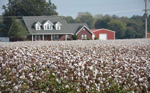 Cotton trade will rebound in 2010/11