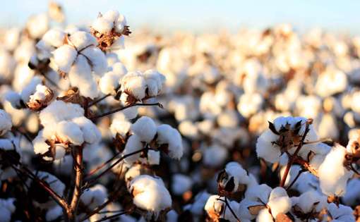 Impeding Floods Drown Pakistan's Cotton Exports