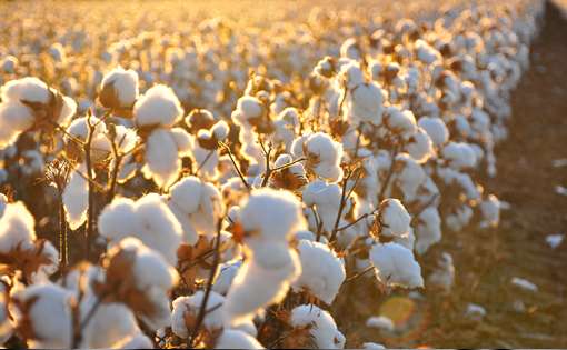 Supima Cotton Carves Profitable Market Niche