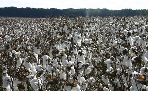 Government Regresses on Cotton Export Policy