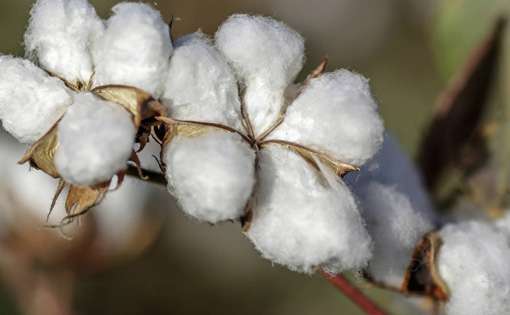 Apparel sector gets the jitter of rising cotton prices