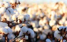 Soaring Cotton Prices & Manufacturing Protests - the cotton equation