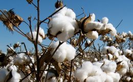 Cotton Industry- Past and Future