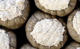 High Cotton Prices: How Did We Get Here?
