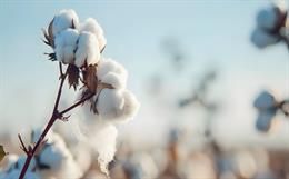 Cotton: Challenges before Farmers