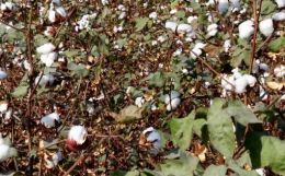 Cotton: Challenges before Farmers and Farm-dependent livelihoods