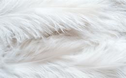 'From farm waste to fabric' chicken feather clothing