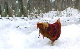 'From farm waste to fabric' chicken feather clothing