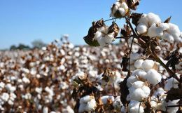 A New Myth of Sisyphus? The Highs and Lows of the Global Price of Cotton