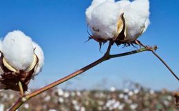 Purchasing Power - Consumers willing to pay over price increases for cotton