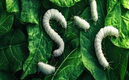 Quality Mulberry Silk Production