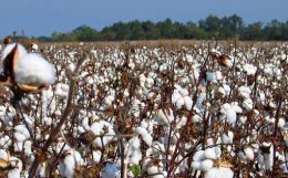 Liberalizing the cotton export restrictions - a review