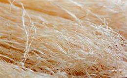 Raw ramie fiber