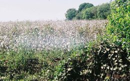 Unrestricted Cotton Exports to Precipitate a Crisis in the Textiles Sector