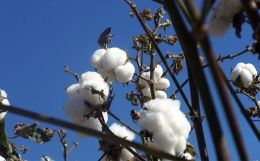 Bt Cotton : boon or bane?
