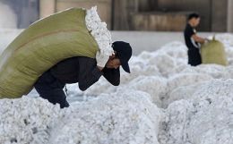 Cotton Market Scenario : 2012 - 2013