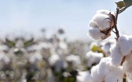 Indian cotton prices to stay stable for 2012-13