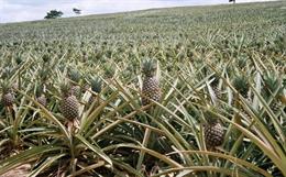 Pineapple-fibre-fruit-of-the-loom_small