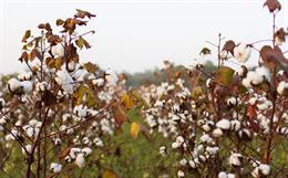 Vidarbha-India-cotton_small