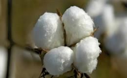 cotton-small