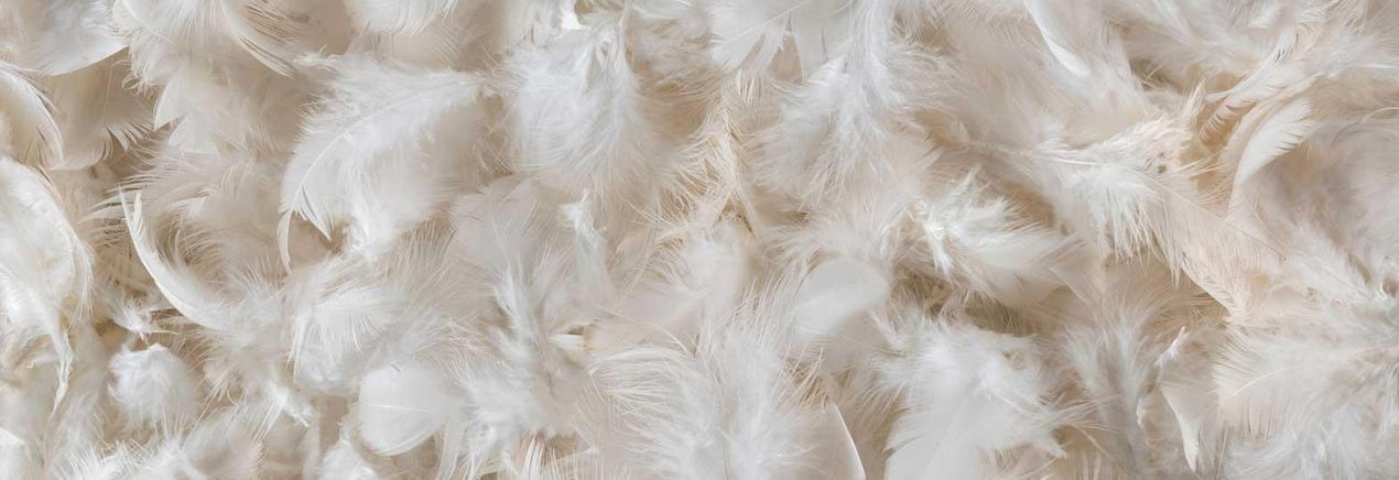 Transforming Chicken Feathers into Sustainable Textile Solutions